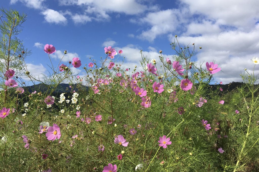 Bloeiende cosmea omgeving van Kyoto