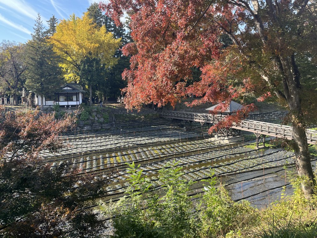 Wasabi velden in de herfst bij Azumino in Japan