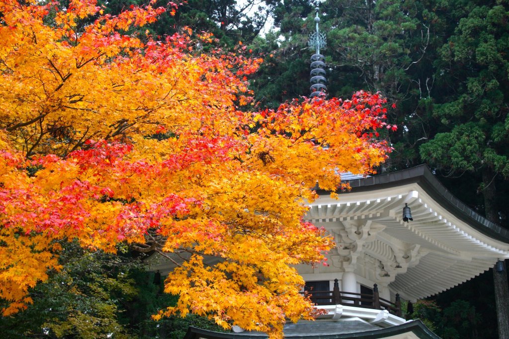Herfstkleuren in Japan in november